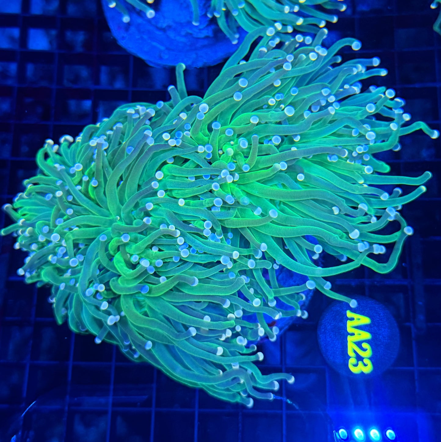 Indo green small