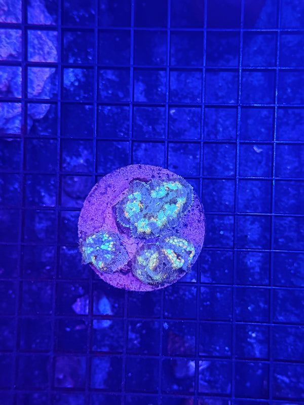 Rainbow carpet mushroom plate