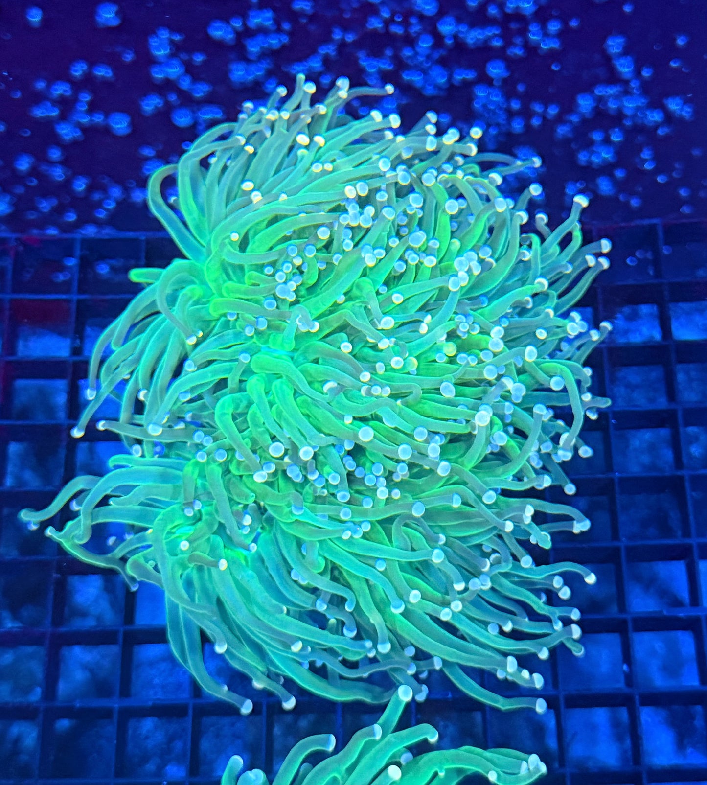 Indo green colony