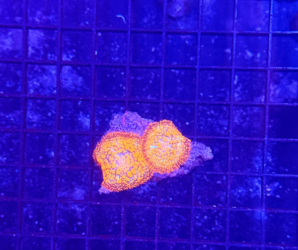 Orange carpet mushroom x2