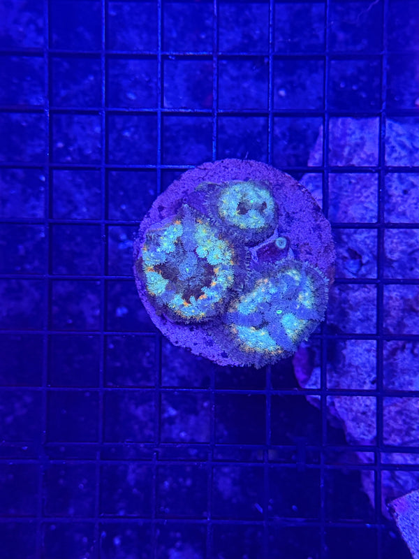 Rainbow carpet mushroom plate