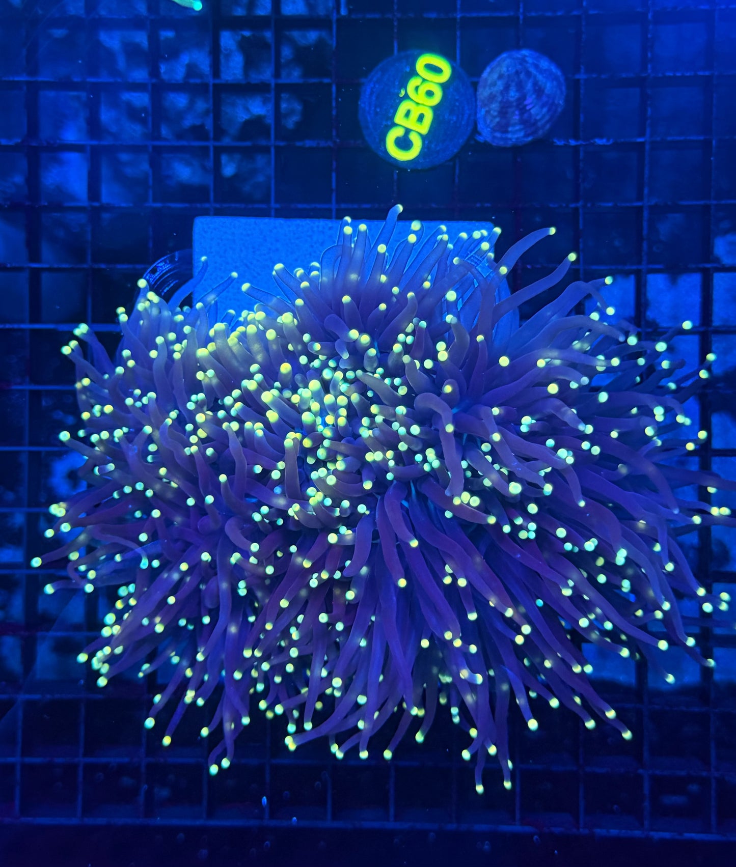 Neon tip colony