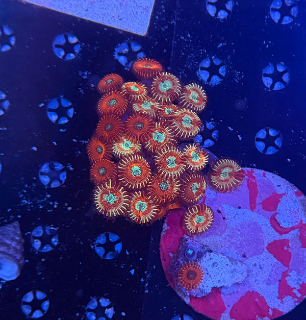 Zoa plate clearance