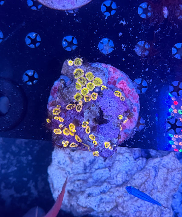 Zoa plate clearance