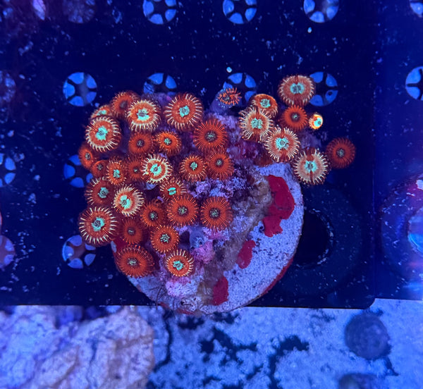 Zoa plate clearance