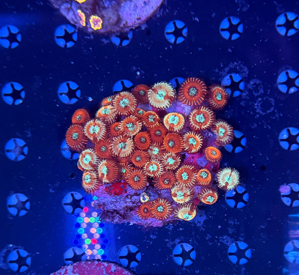 Zoa plate clearance