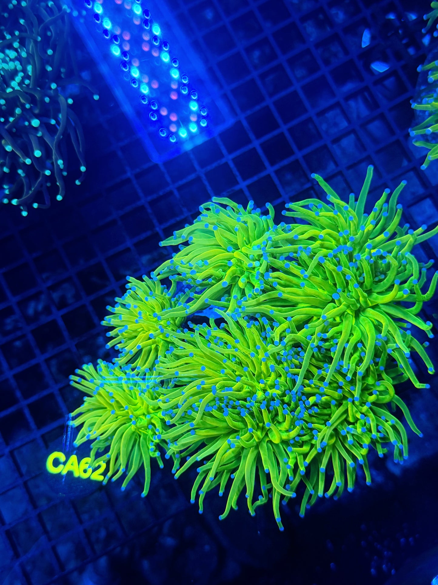 OG HG 6+ heads colony