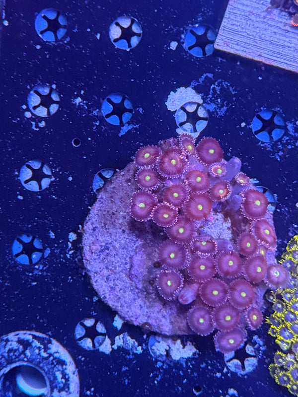 Zoa plate clearance