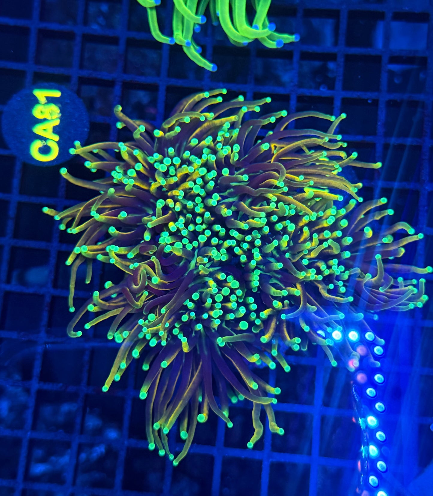 Indo gold at least 4+ heads