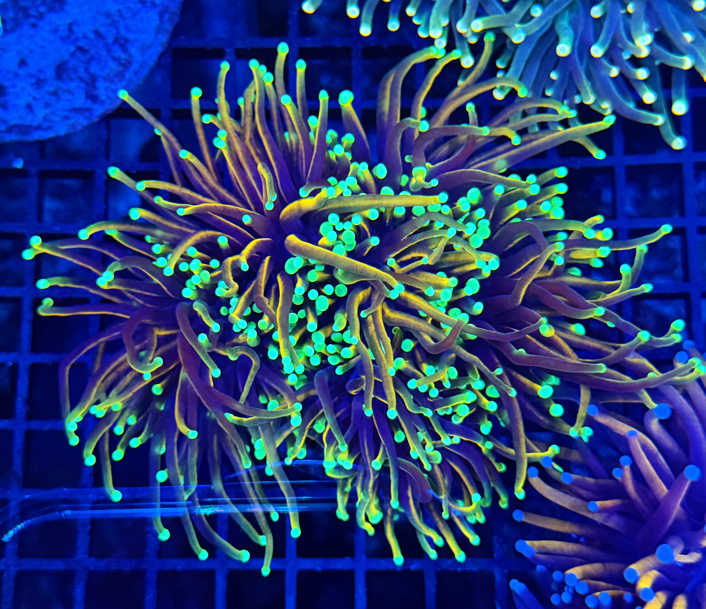 Indo gold at least 4+ heads