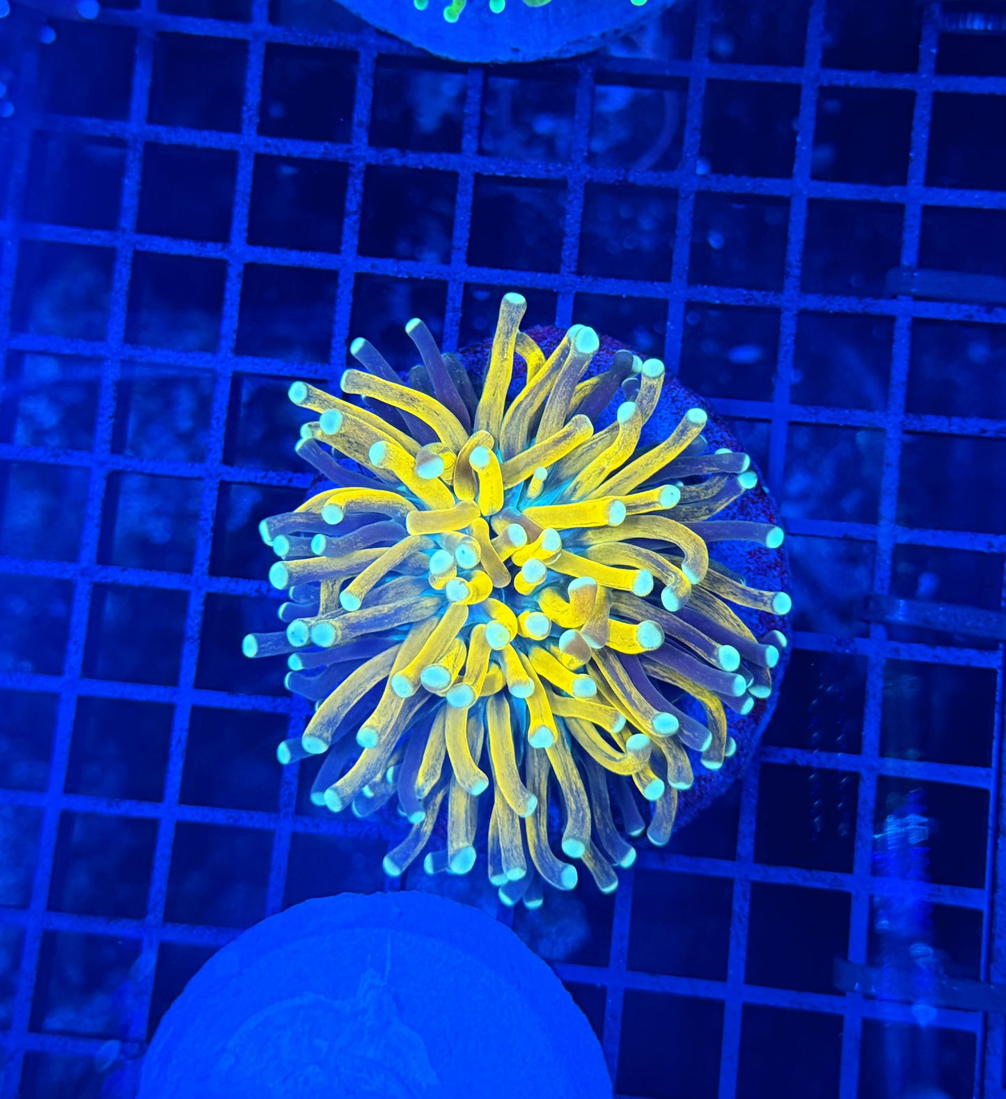 OG big tiger torch