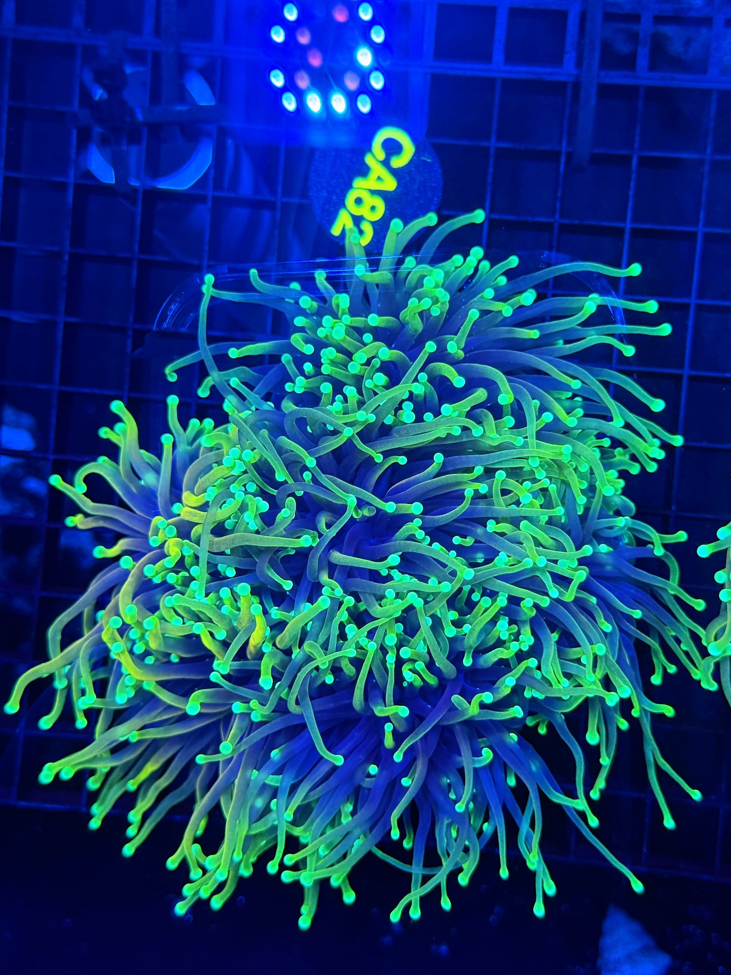 Hellfire colony at least 4+ heads