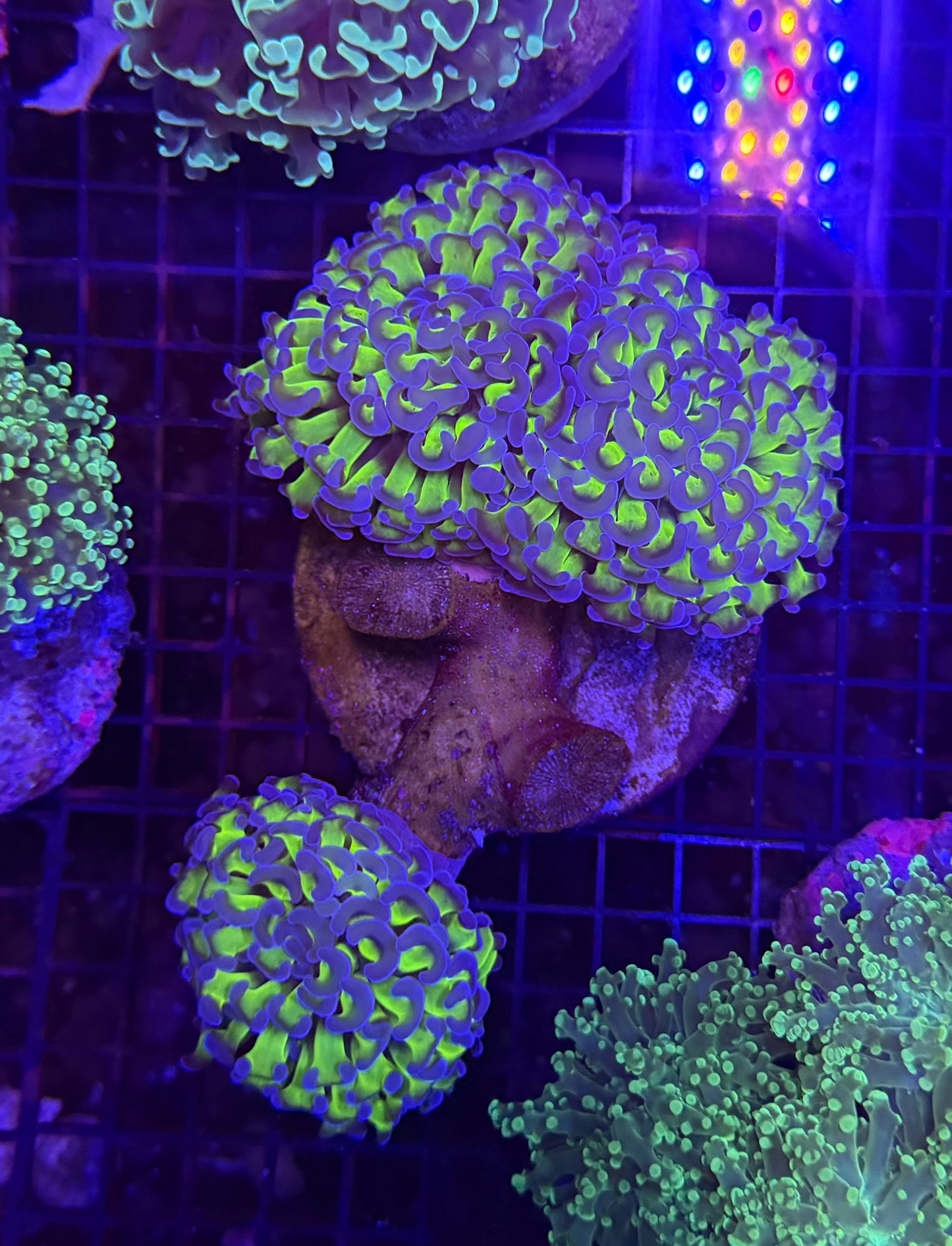 Malay fat head hammer colony