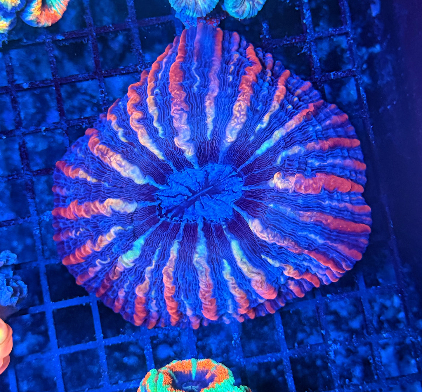 Lava flow indophyllia