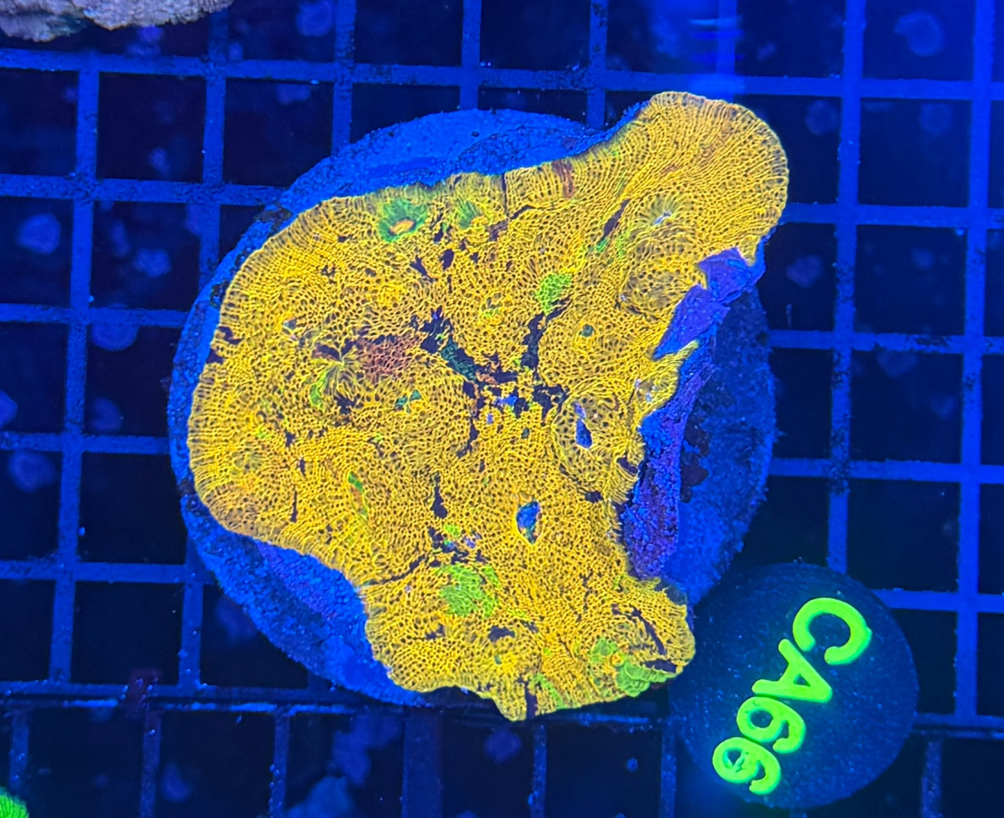 Rainbow chalice M