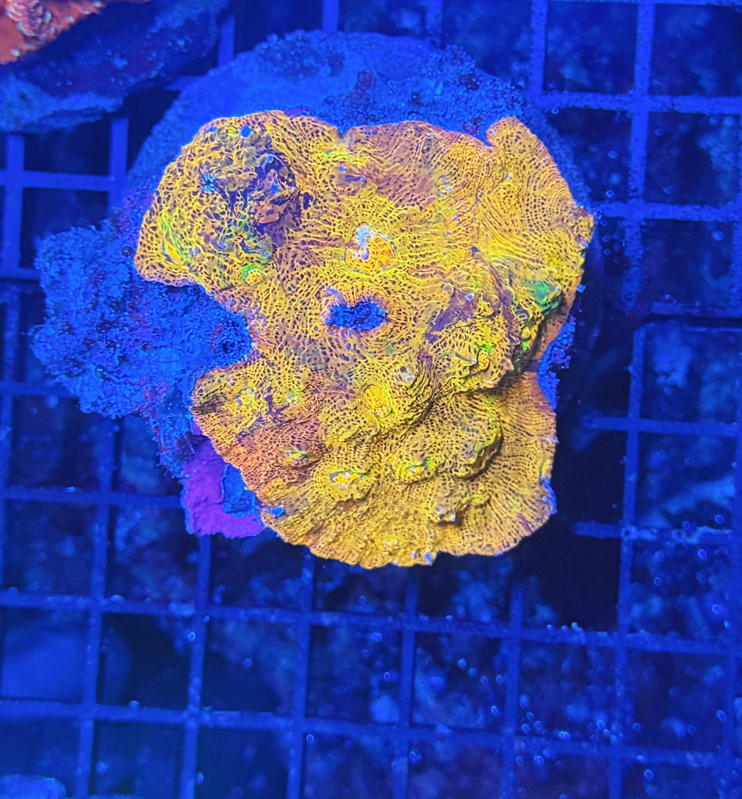 Rainbow chalice M
