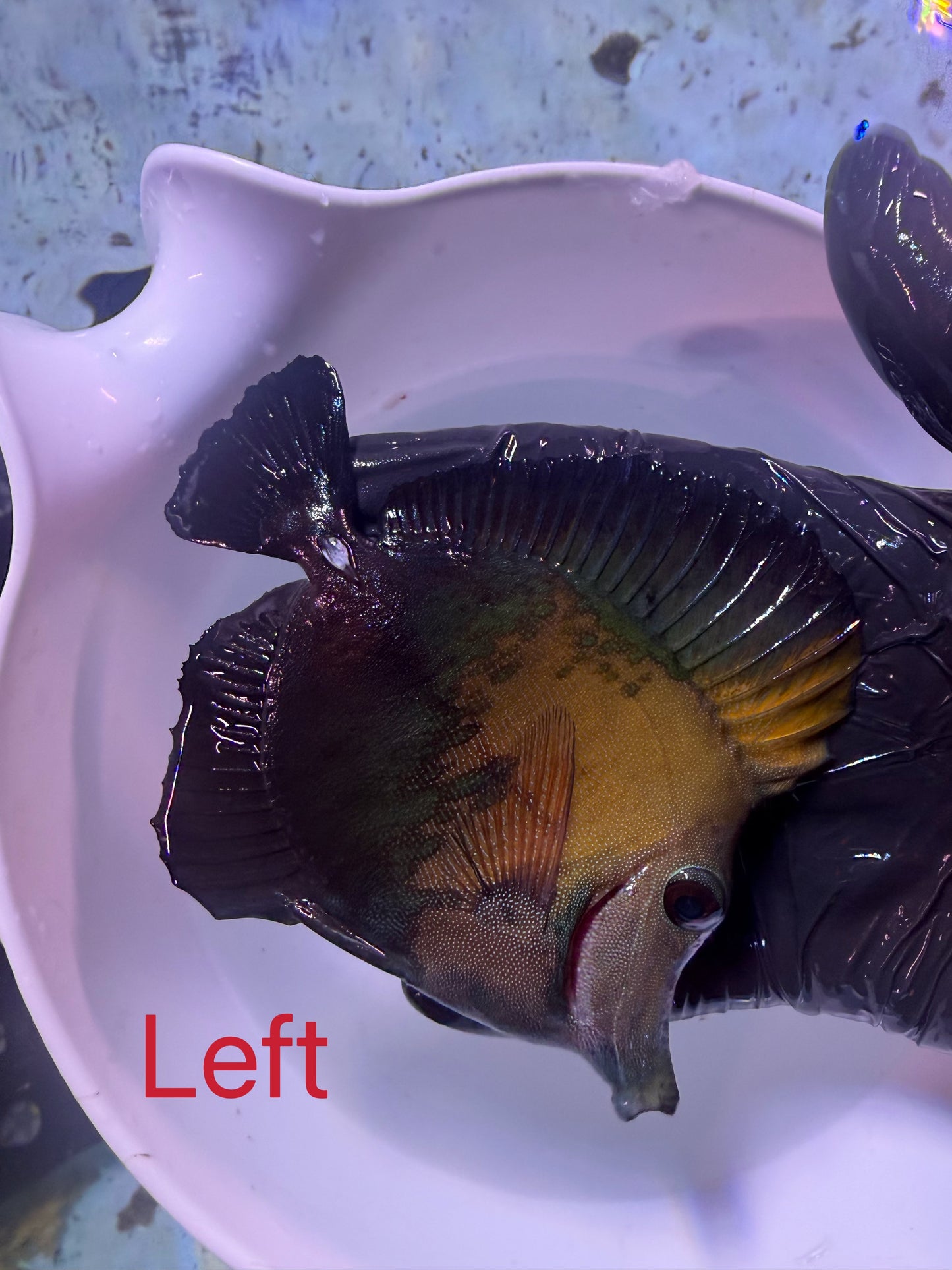 S grade Koi tang #1 (This fish can’t combine free shipping with corals)