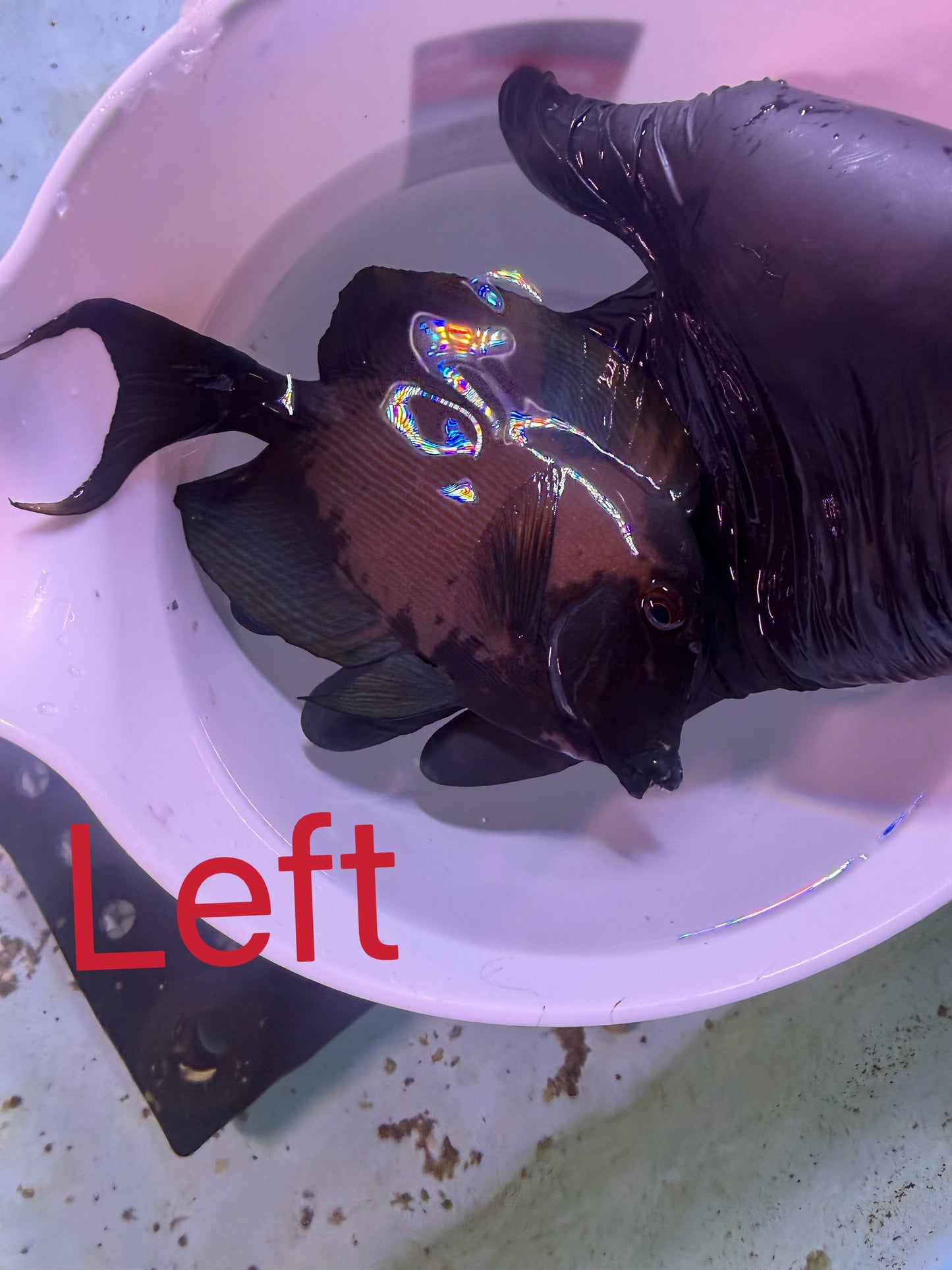 Koi tang #2 (This fish can’t combine free shipping with corals)