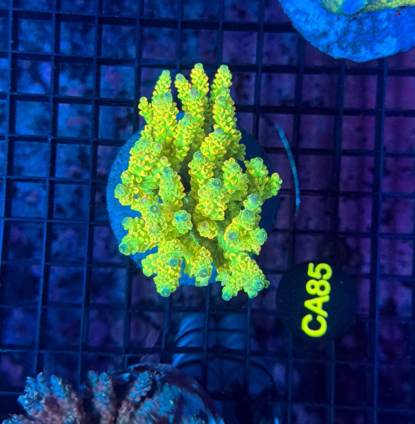 Indo Premium Acro