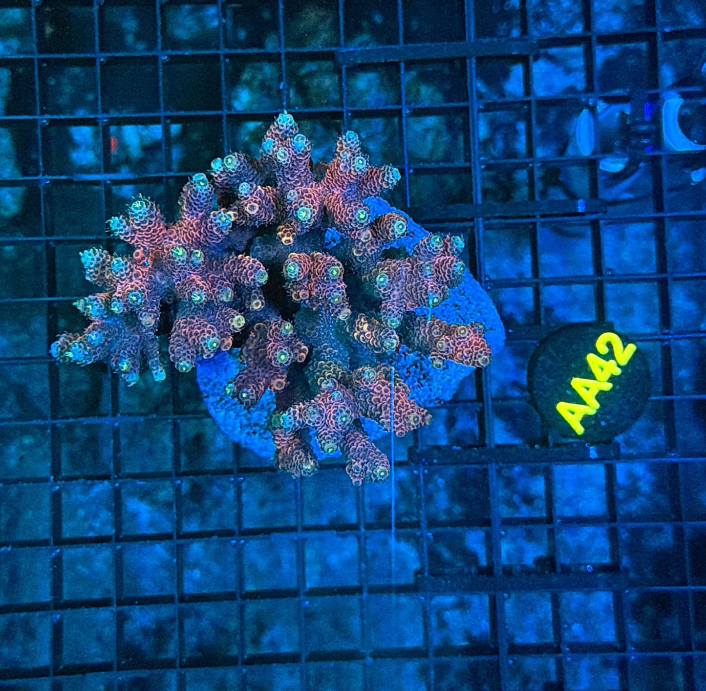Indo Premium Acro