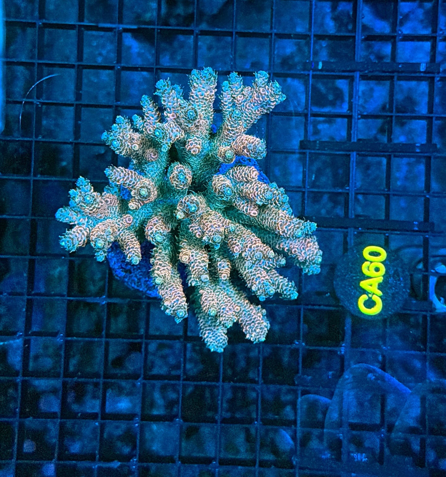 Indo Premium Acro