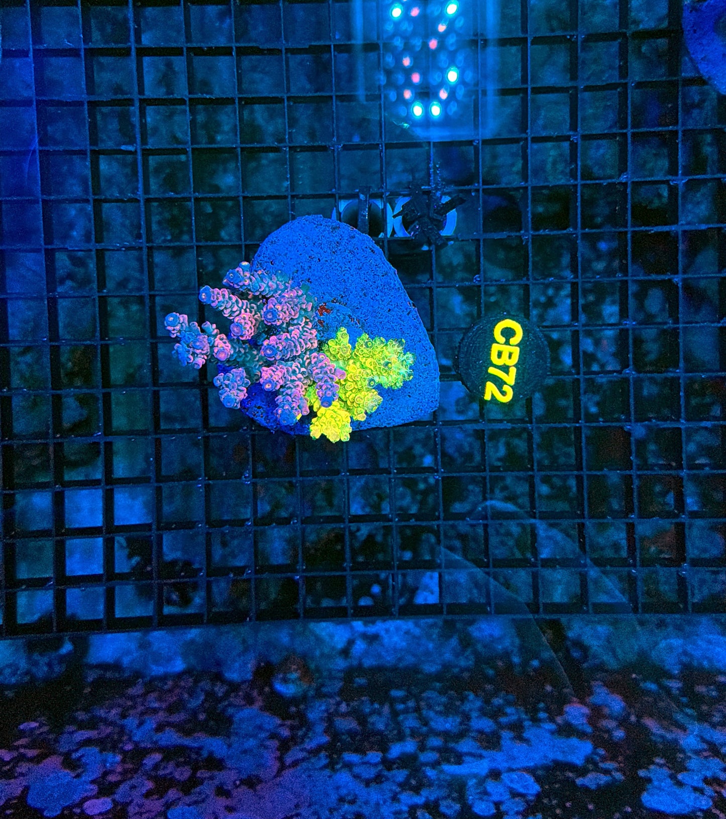 Indo Premium Acro