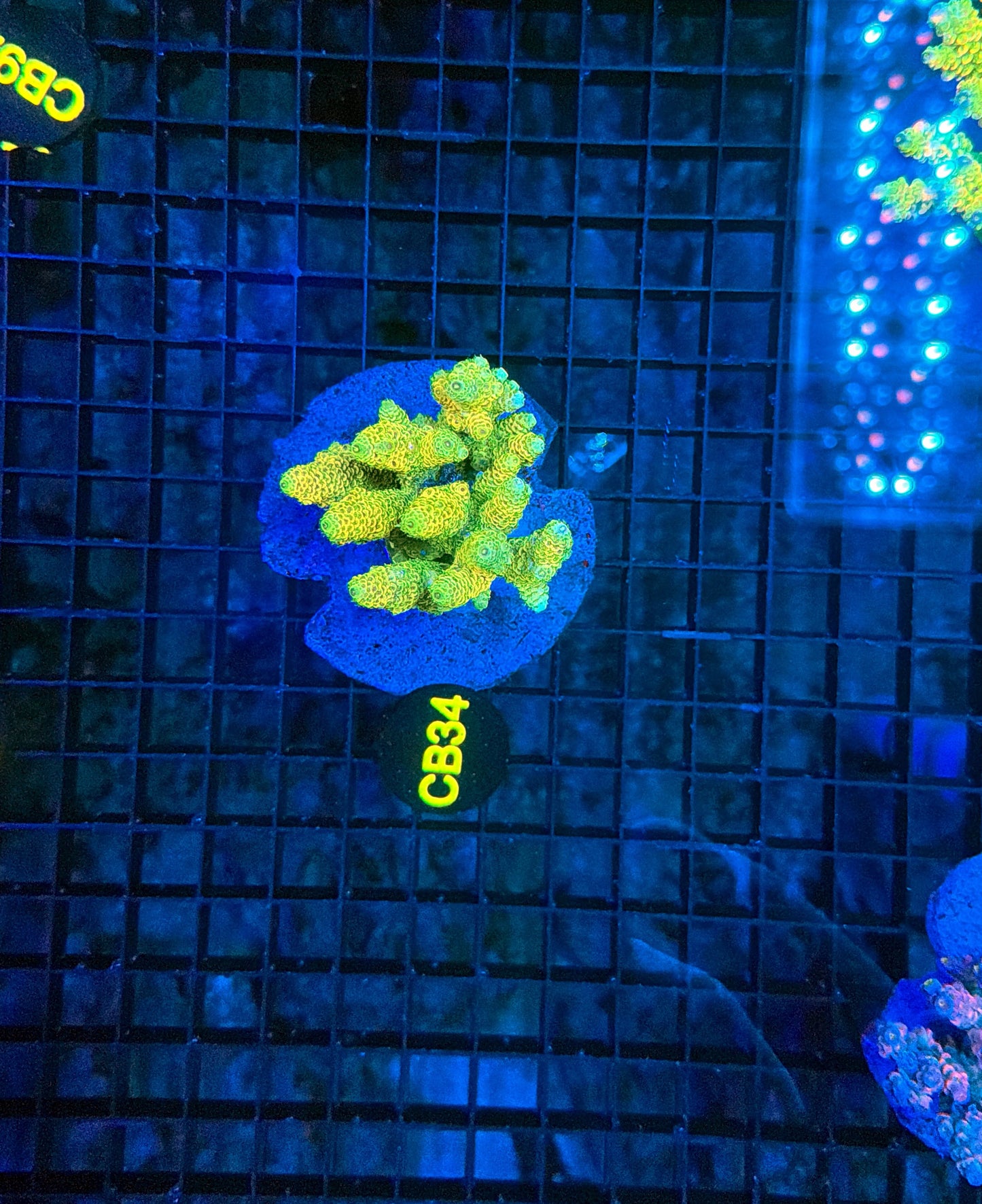 Indo Premium Acro