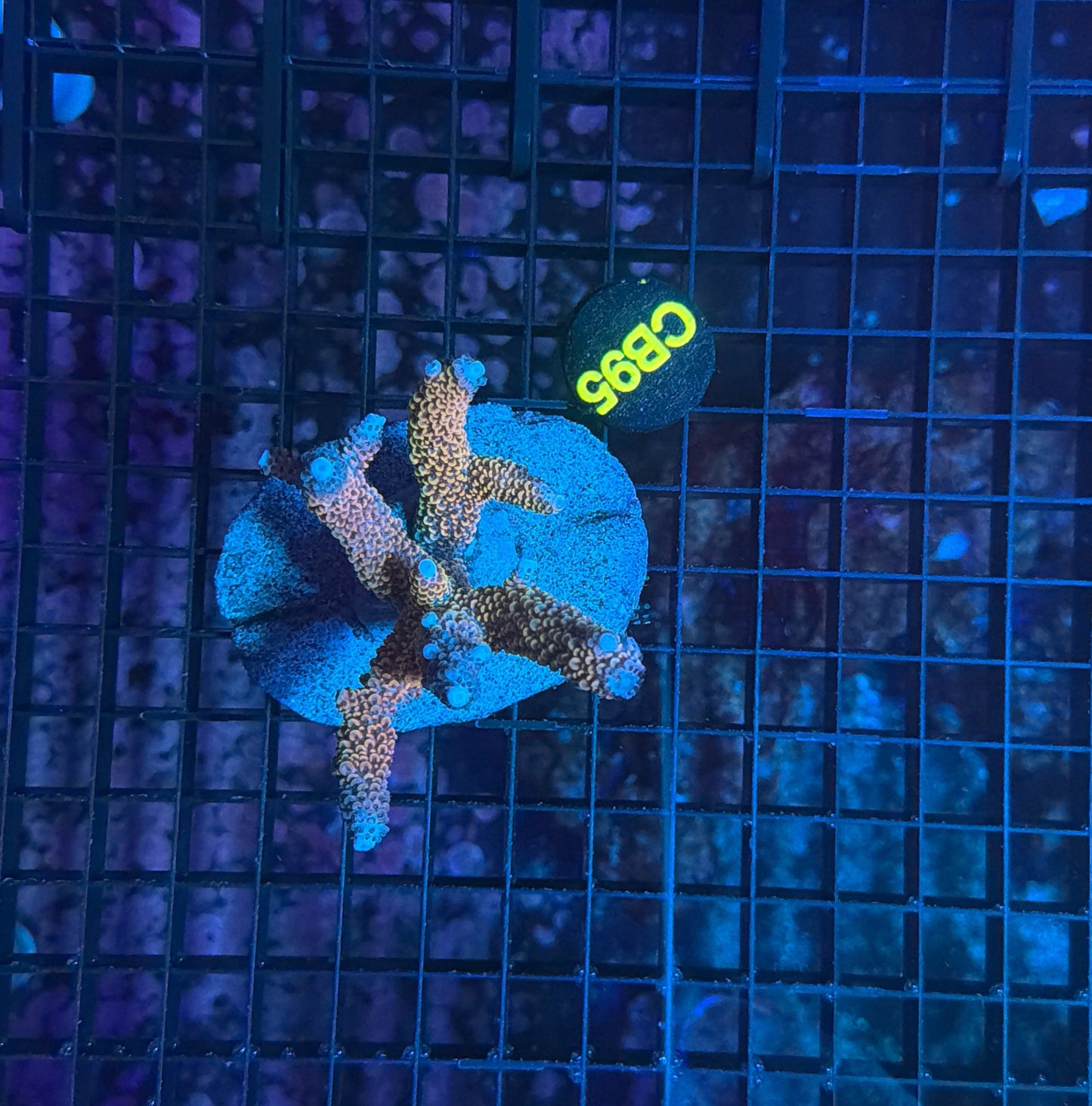 Indo Premium Acro