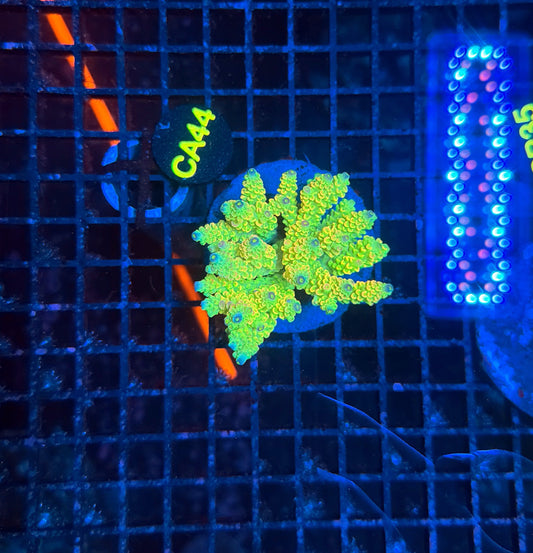 Indo Premium Acro