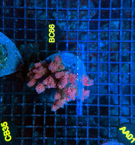 Indo Premium Acro