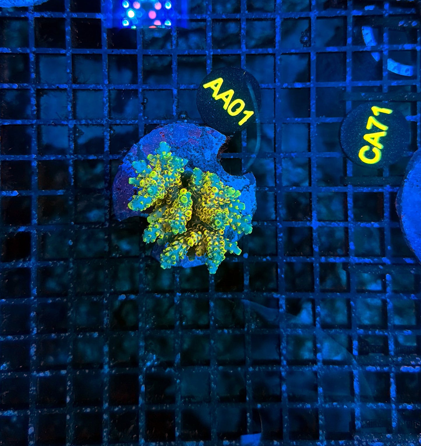 Indo Premium Acro
