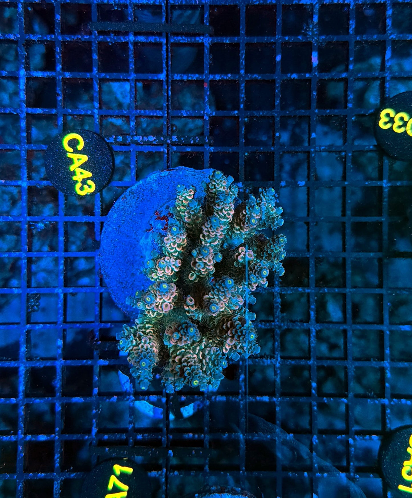 Indo Premium Acro