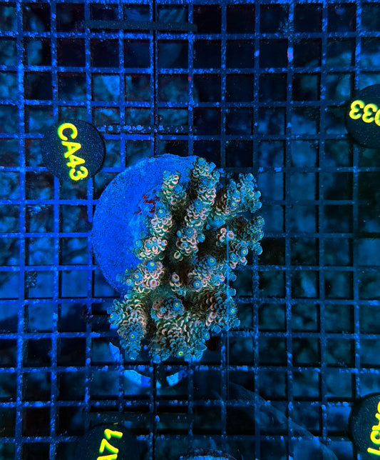 Indo Premium Acro