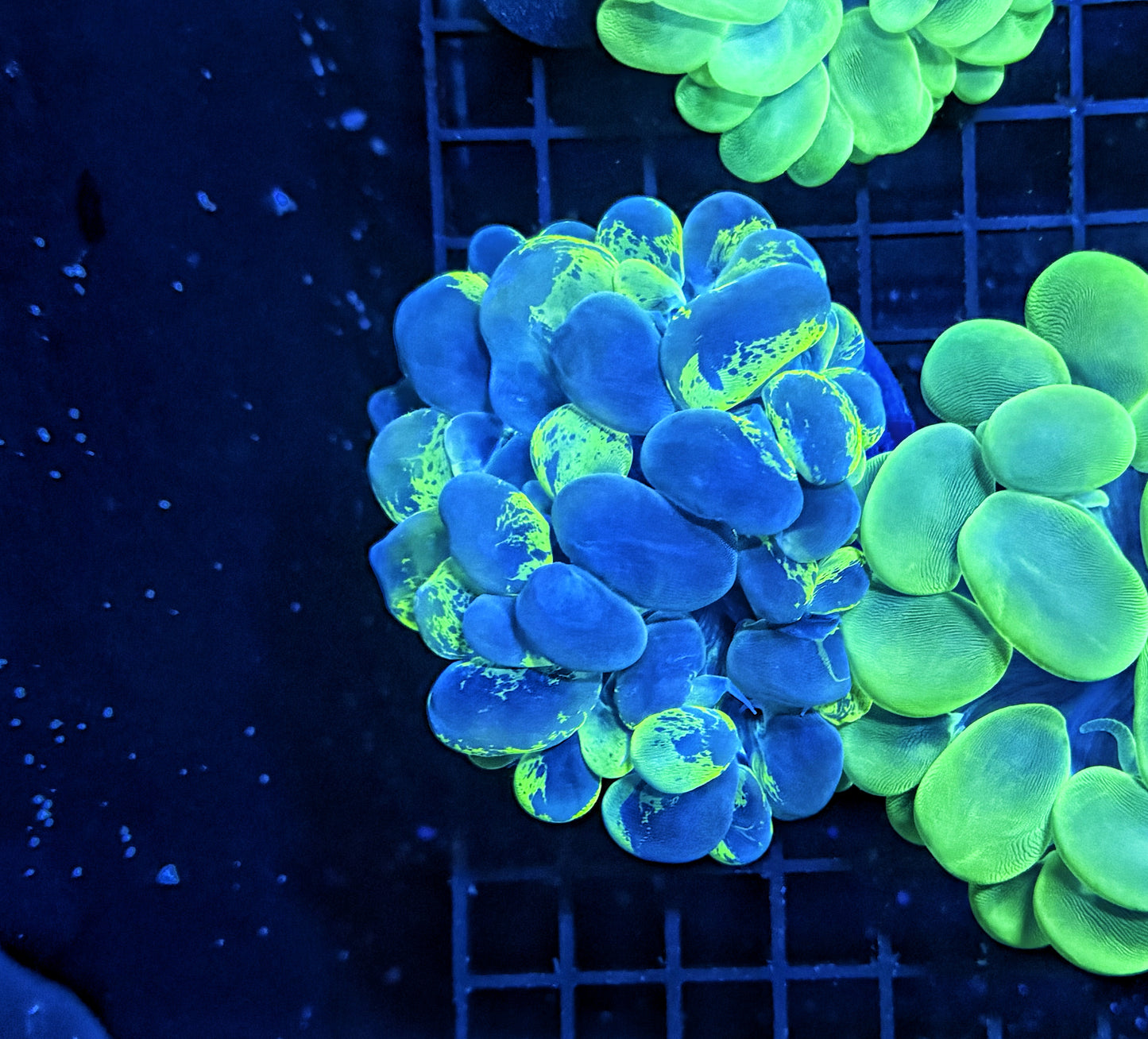 Bubble coral clearance