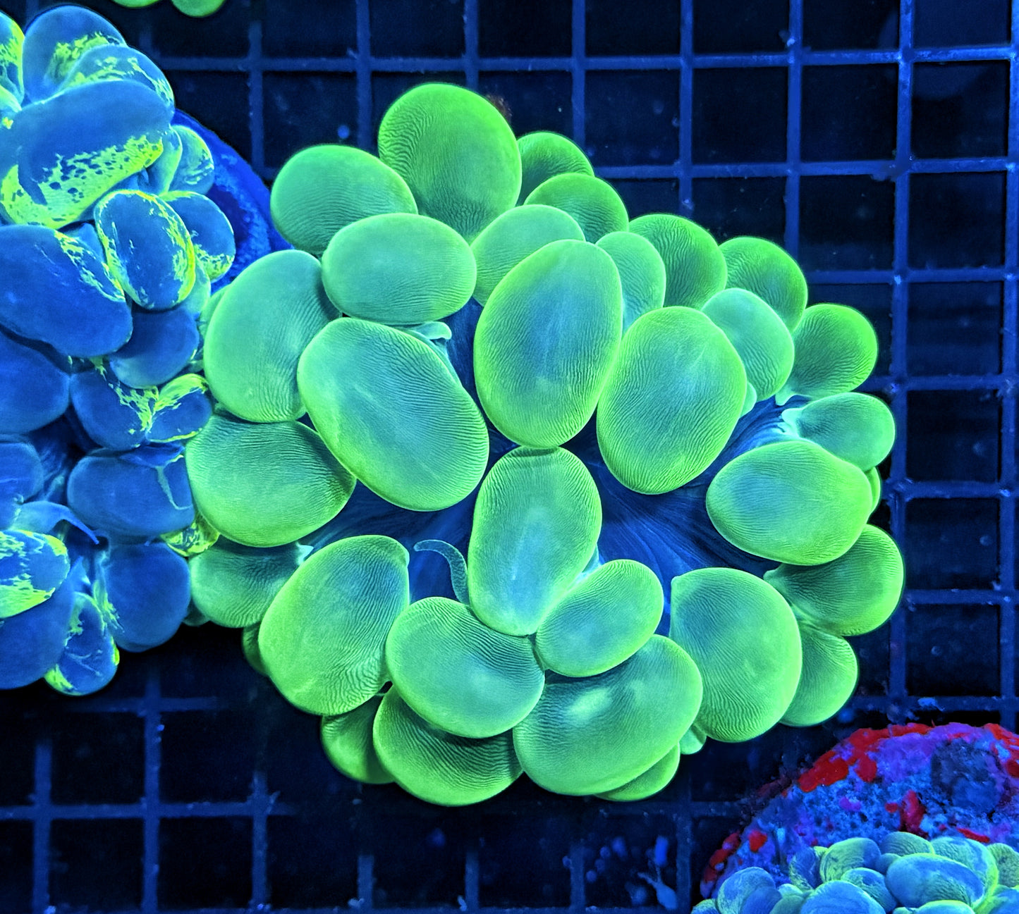 Bubble coral clearance
