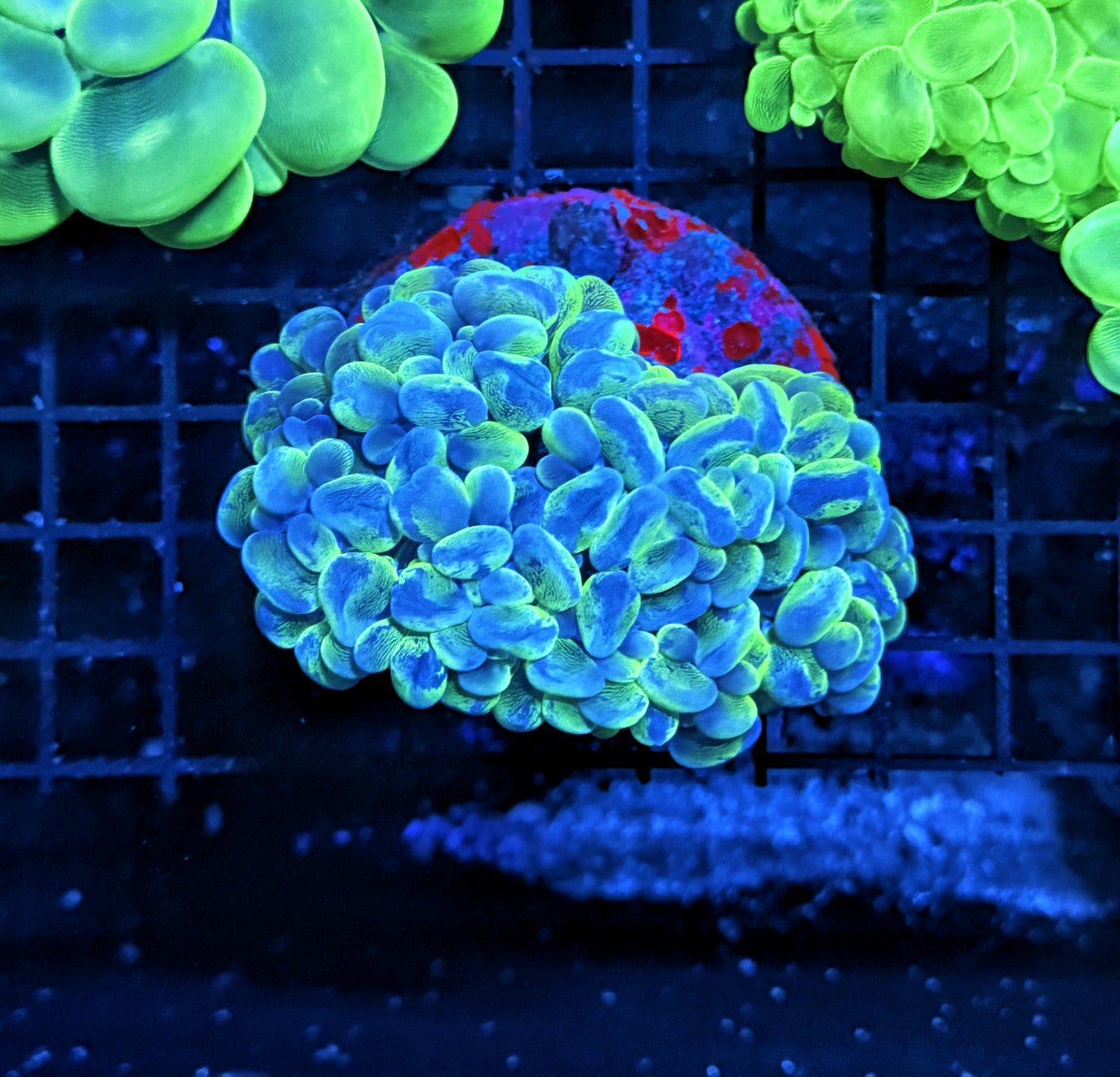 Bubble coral clearance