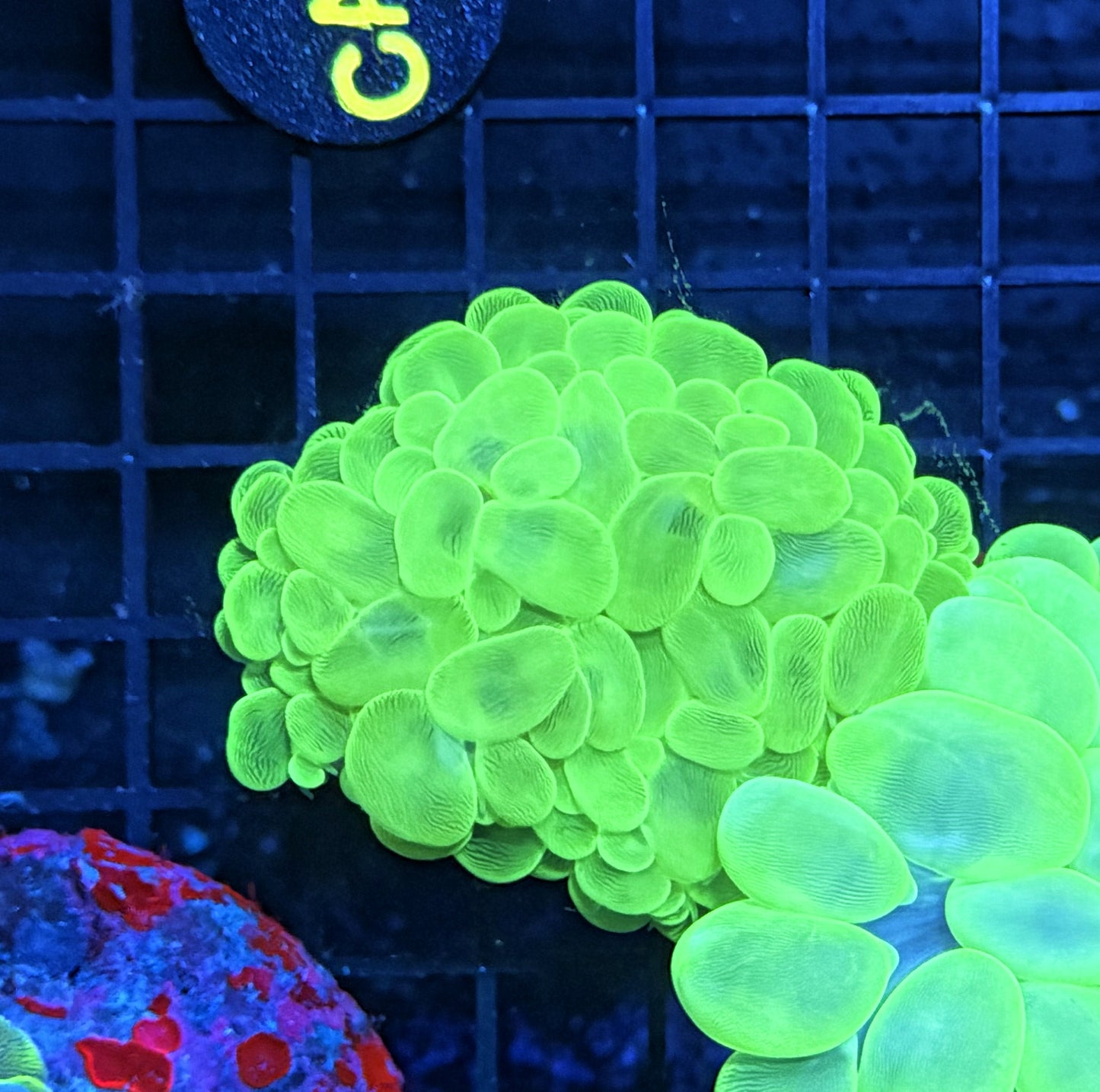 Bubble coral clearance
