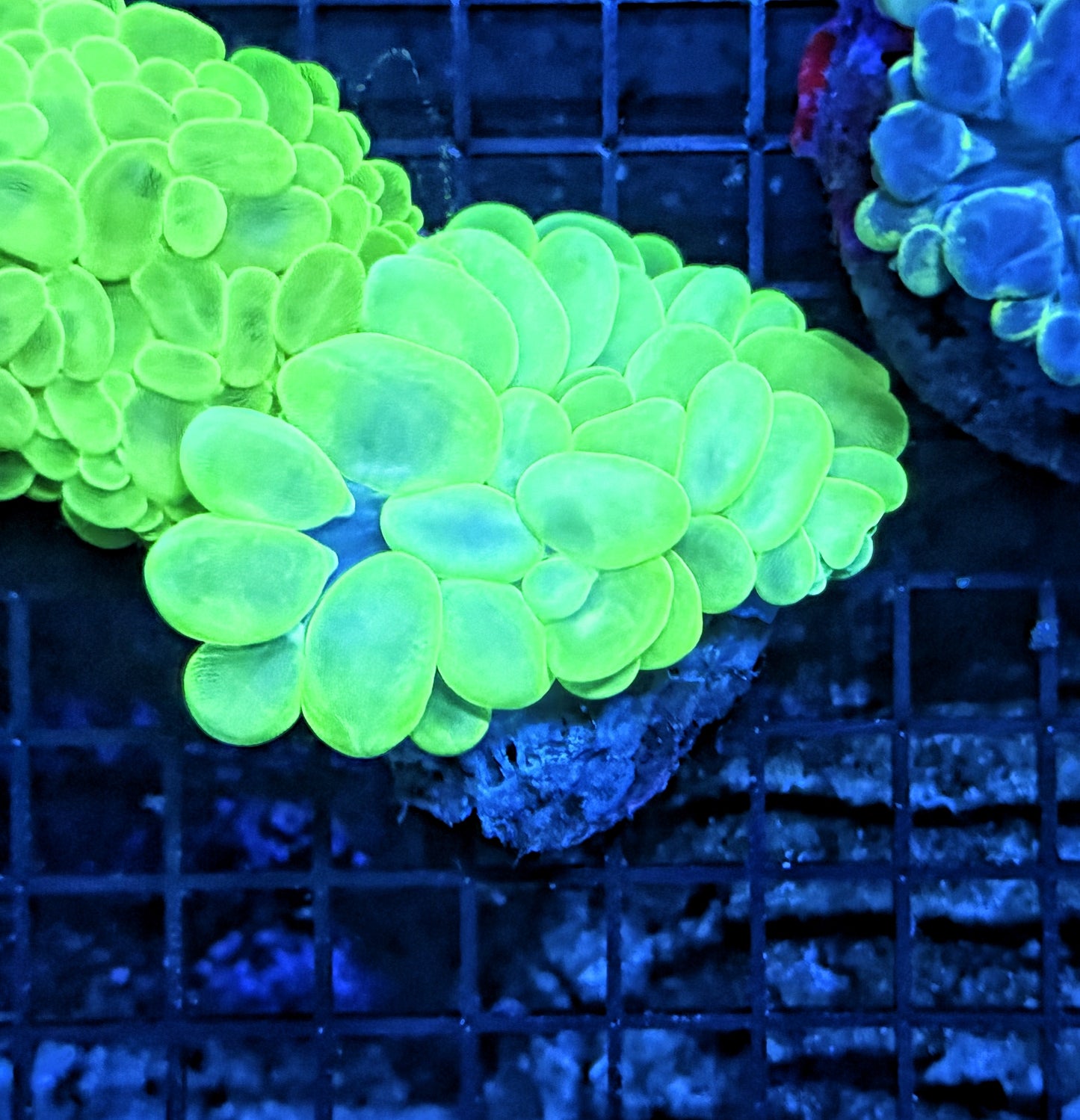 Bubble coral clearance