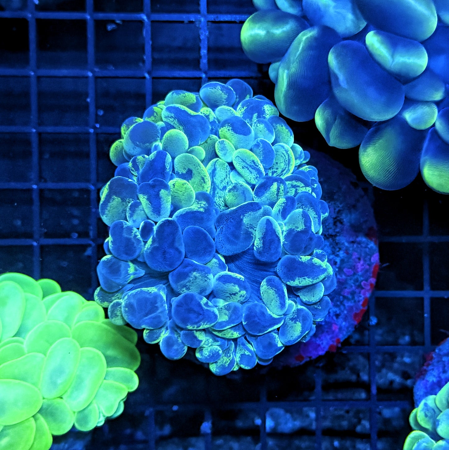Bubble coral clearance