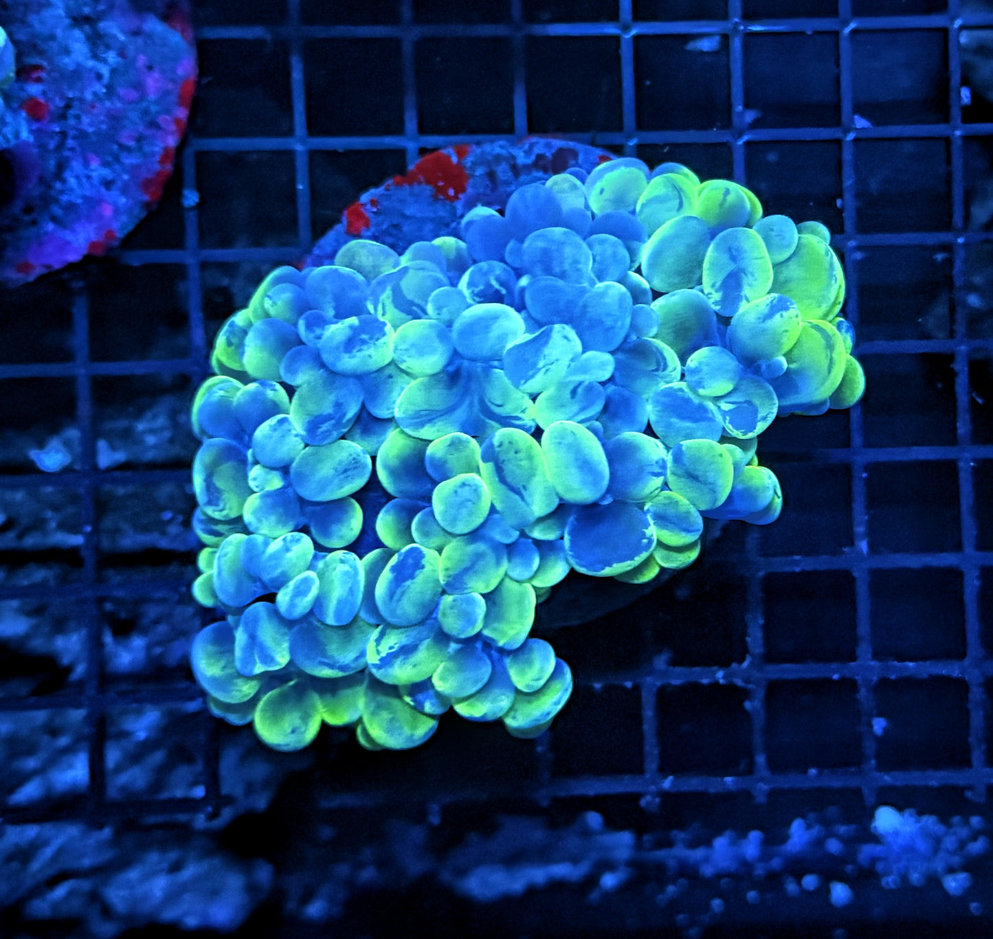 Bubble coral clearance