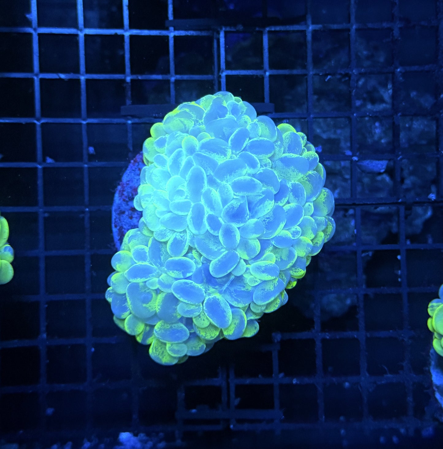 Bubble coral clearance