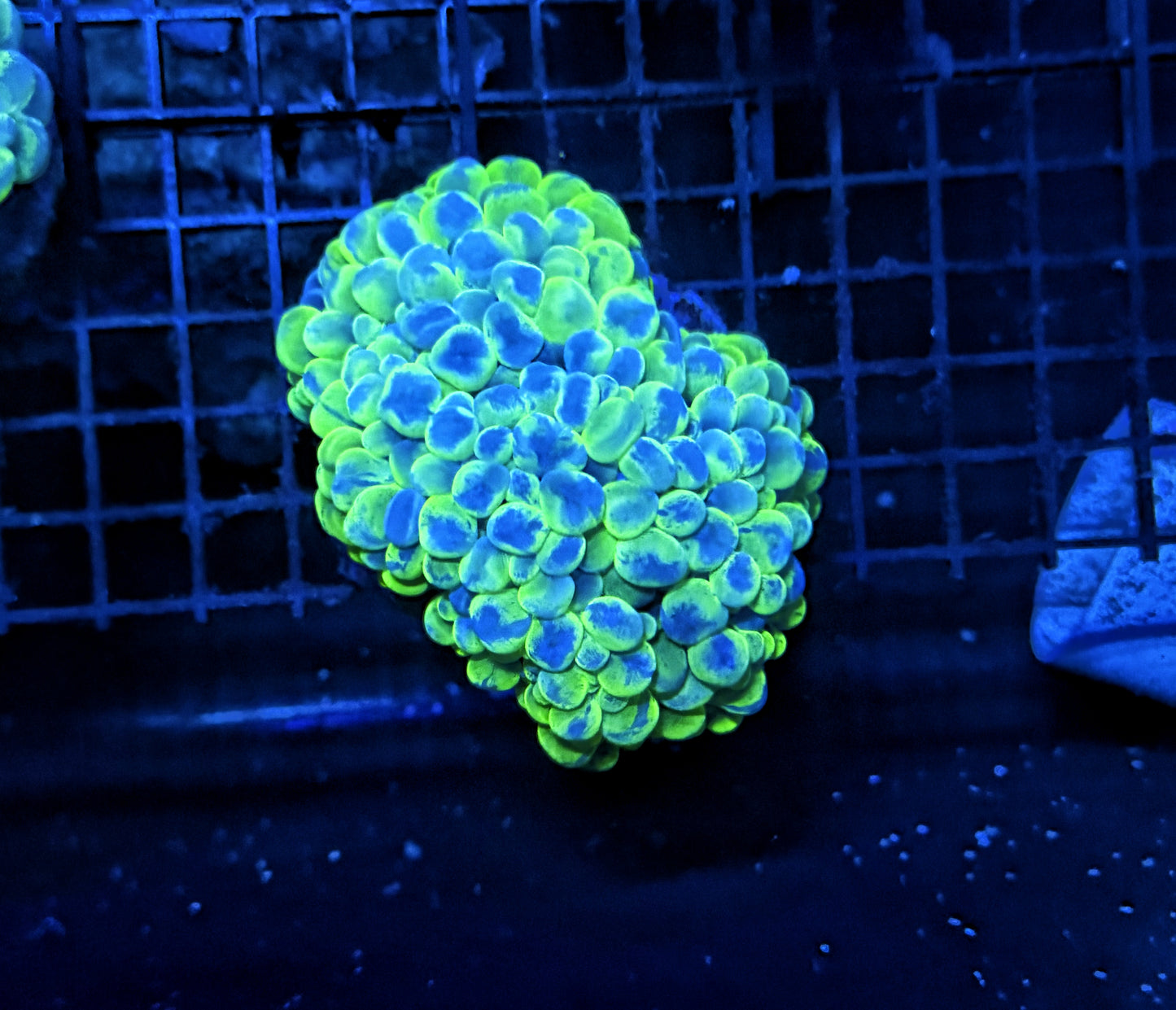 Bubble coral clearance