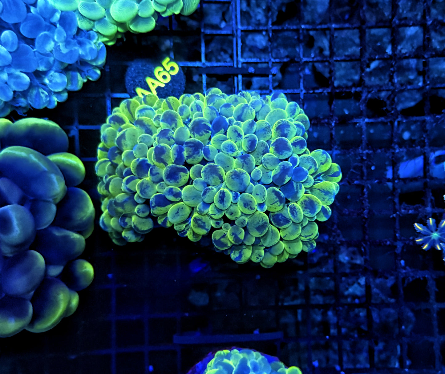 Bubble coral clearance