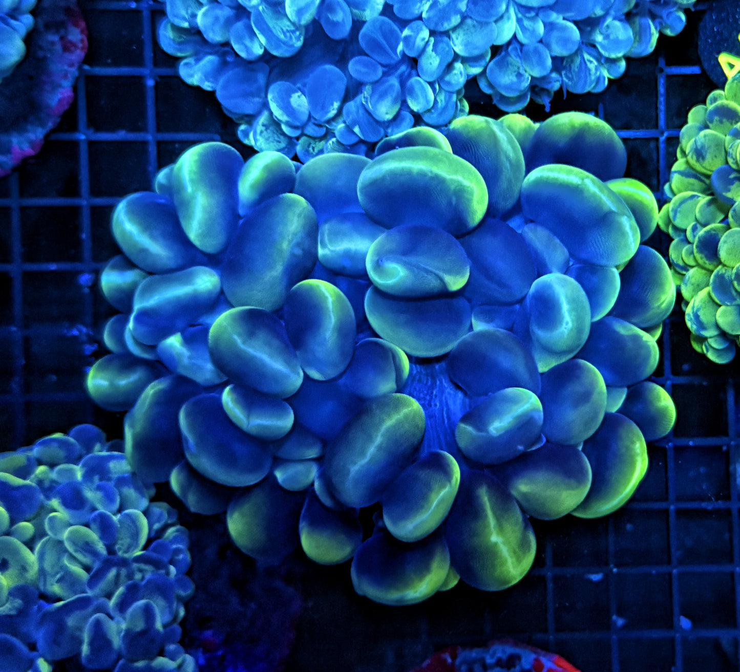Bubble coral clearance
