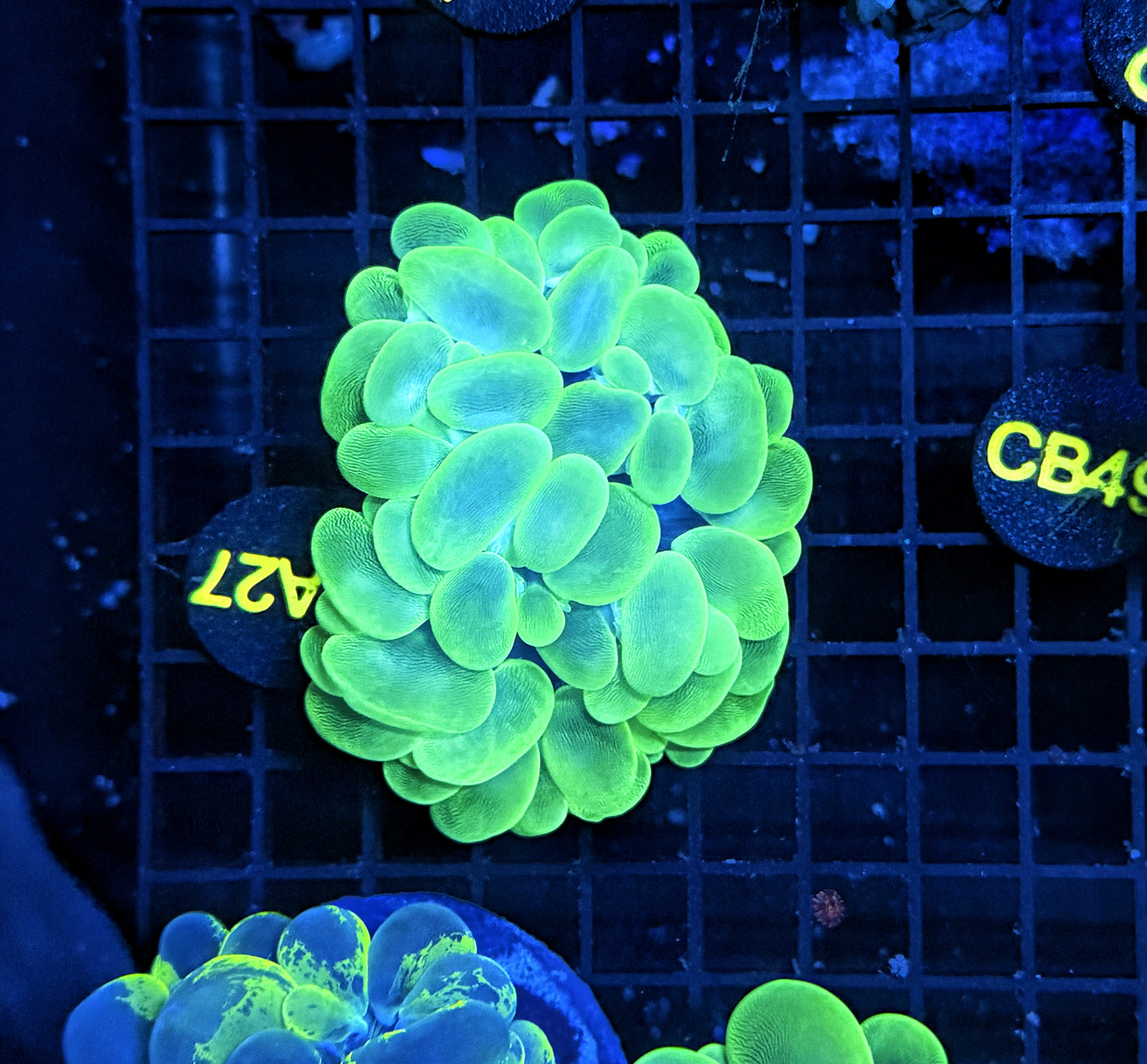 Bubble coral clearance