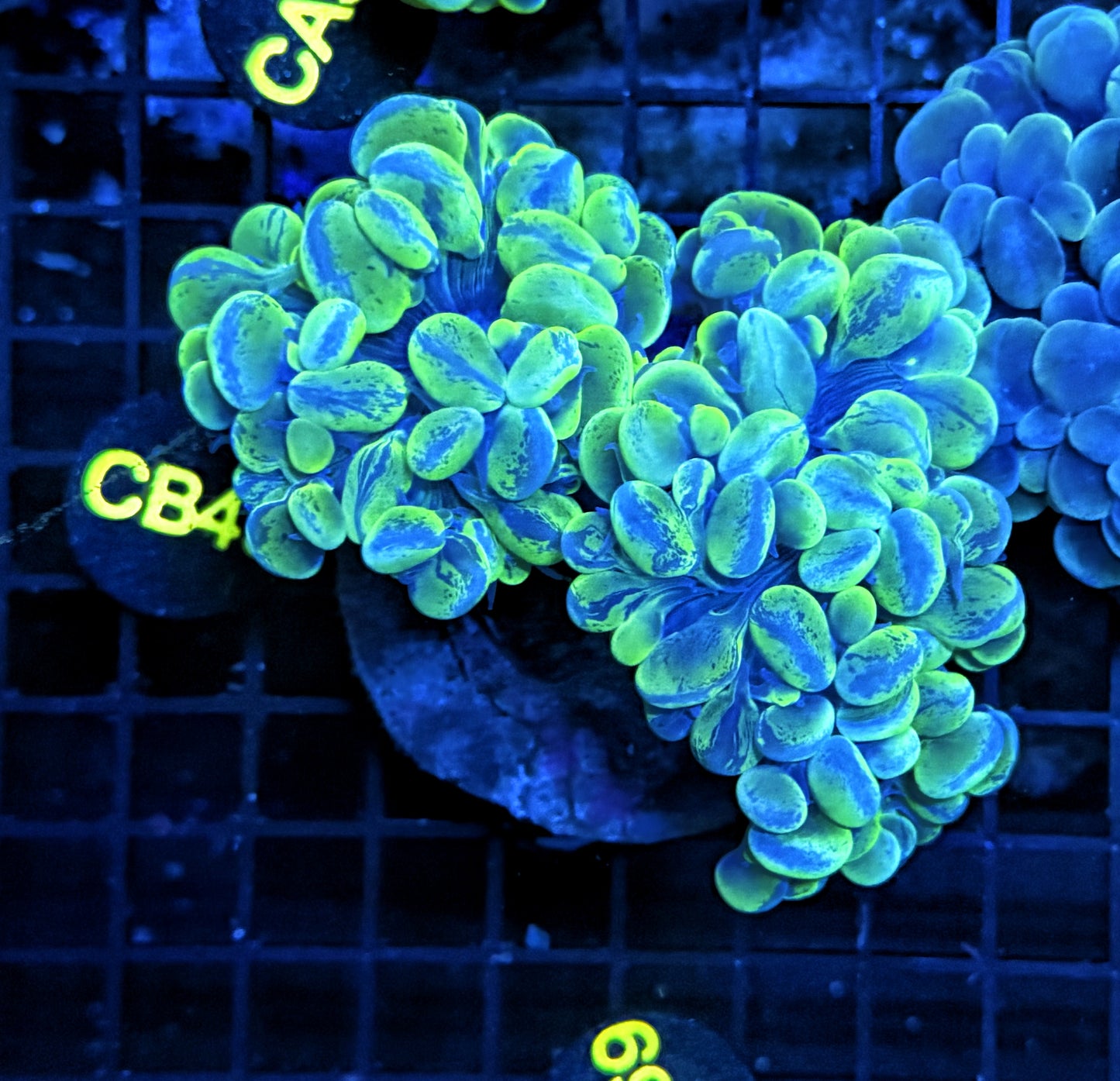 Bubble coral clearance