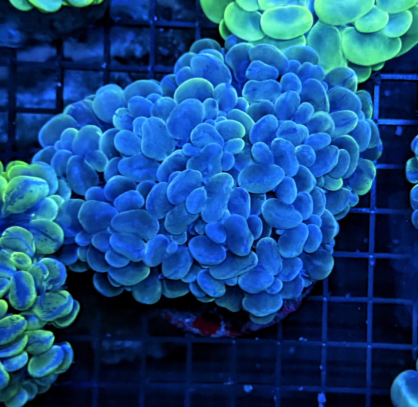Bubble coral clearance