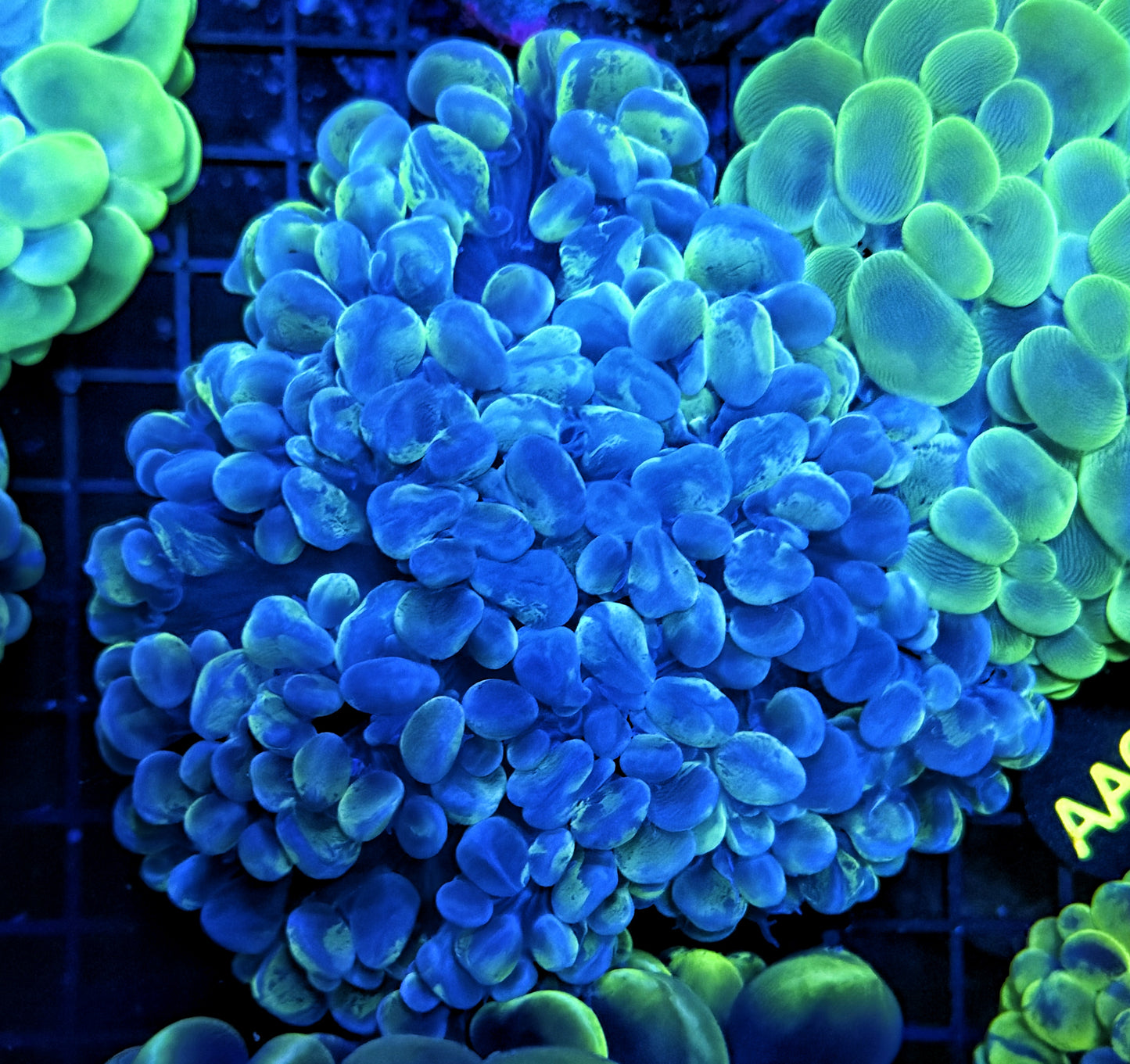 Bubble coral clearance