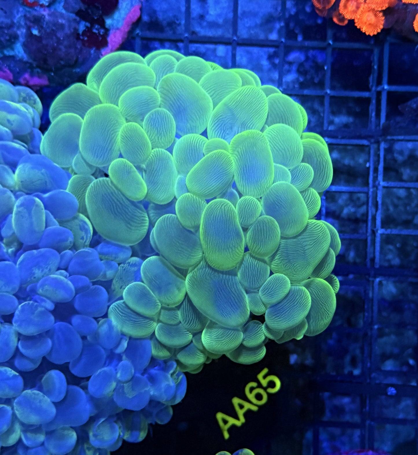 Bubble coral clearance