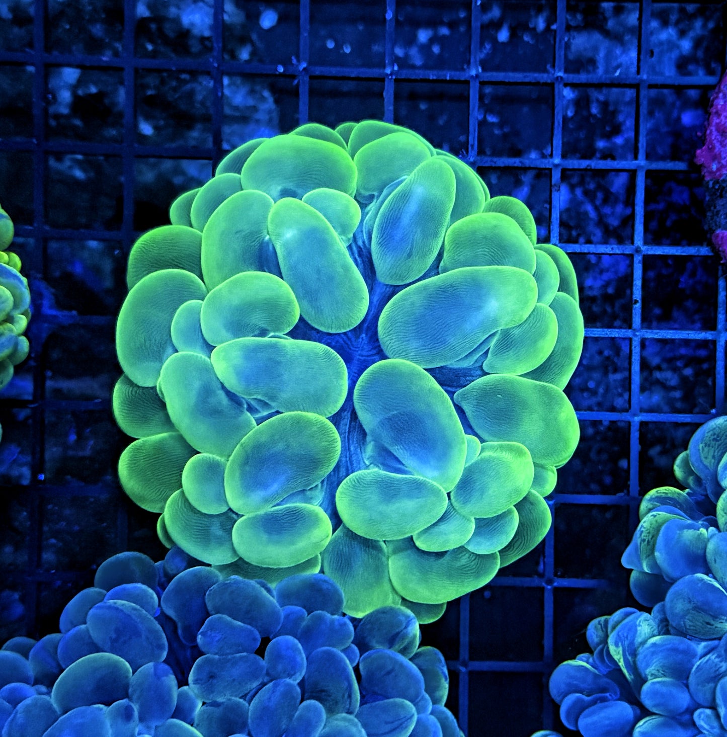 Bubble coral clearance